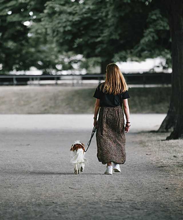 ¿Sabías que el asfalto podría quemar a tu perro?