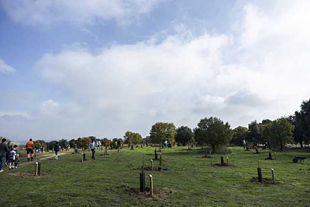 Pozuelo de Alarcón homenajeará a los recién nacidos con una siembra de árboles el 22 de noviembre