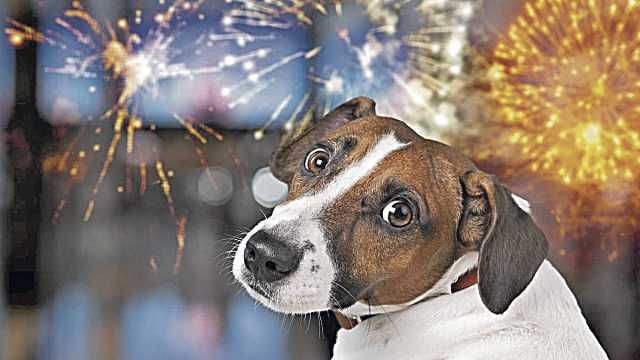 No creas que solo los humanos sufren. Lo que los fuegos artificiales le hacen a tus mascotas te sorprenderá