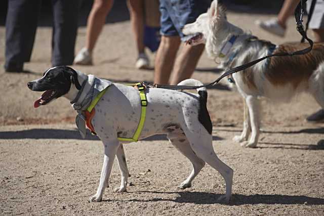 Las Rozas lanza la campaña «Que la bolsa te acompañe», para promover la limpieza de excrementos de mascotas