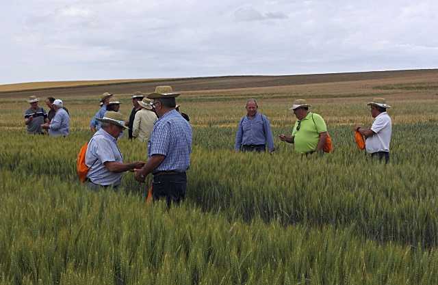 UPA analiza la productividad de trigo y cebada en Castilla y León