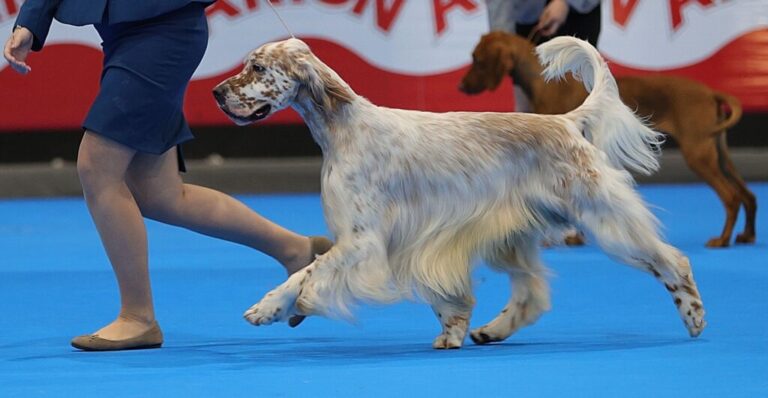 Ávila acogerá la I Exposición Canina Nacional este domingo