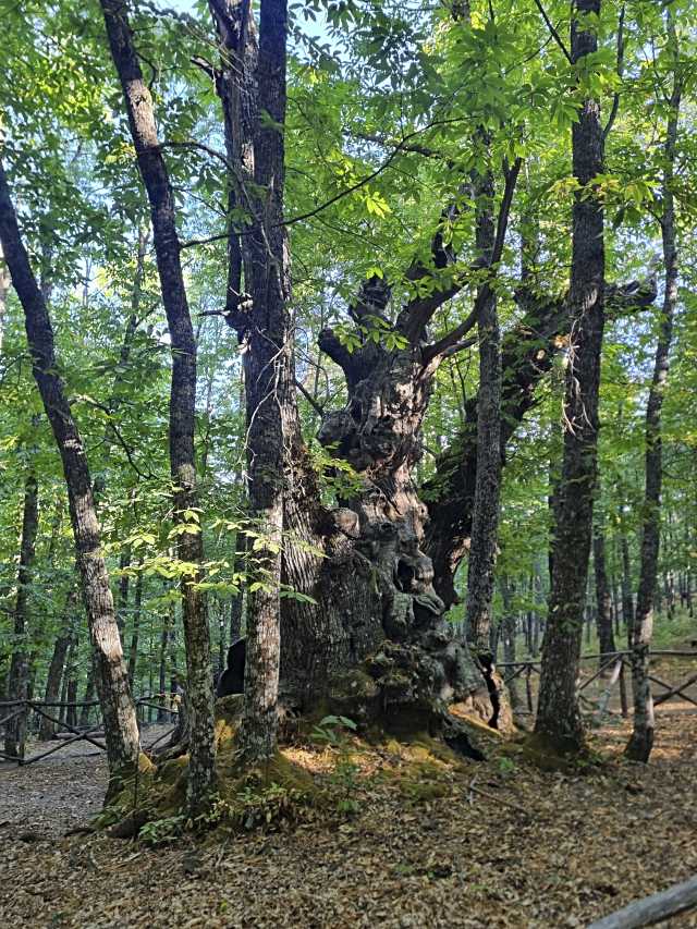 El Tiemblo regula el acceso al bosque de El Castañar desde el 10 de octubre hasta el 7 de diciembre
