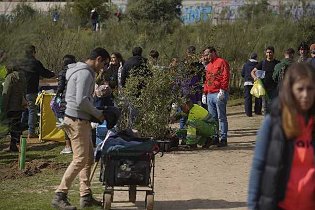 Este sábado, se sembrarán más de 1.600 ejemplares de plantas en Las Rozas