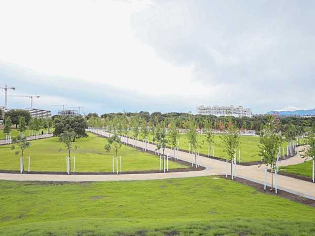 Tres Cantos inicia un plan de reforestación en la zona norte