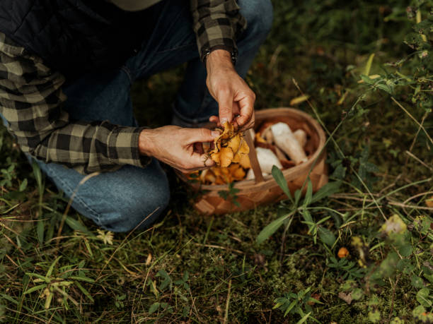Conferencia sobre la recolección de setas en Santo Tomé de Zabarcos