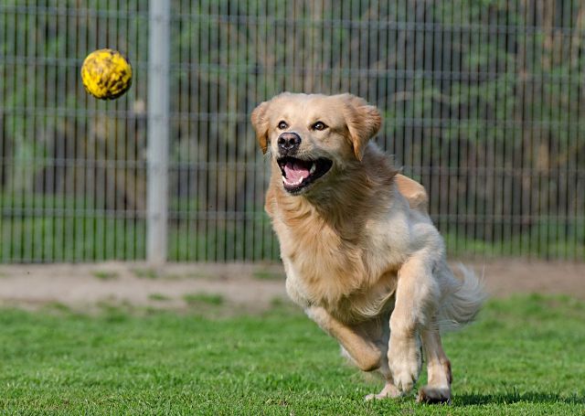 Este es el secreto que transformará la vida de tu mascota y fortalecerá su vínculo contigo