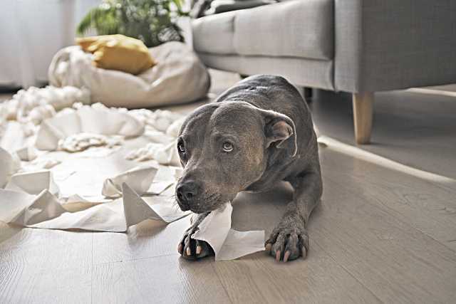 ¿Cómo afecta a nuestras mascotas la vuelta a la rutina?
