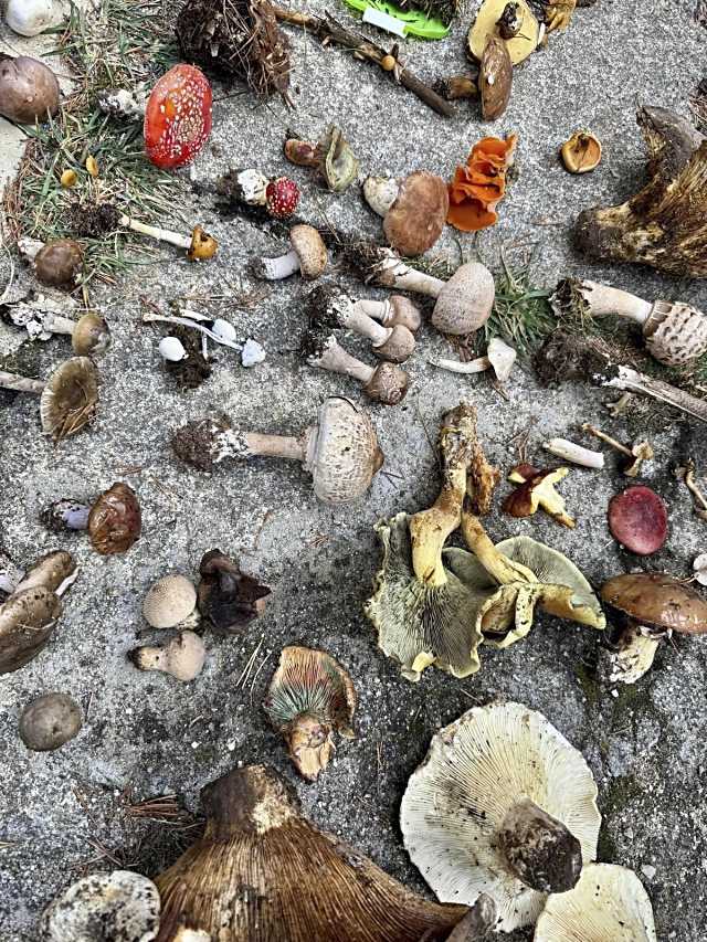 Culmina con éxito la primera parte del XXVI Curso Descubre los Hongos de Ávila