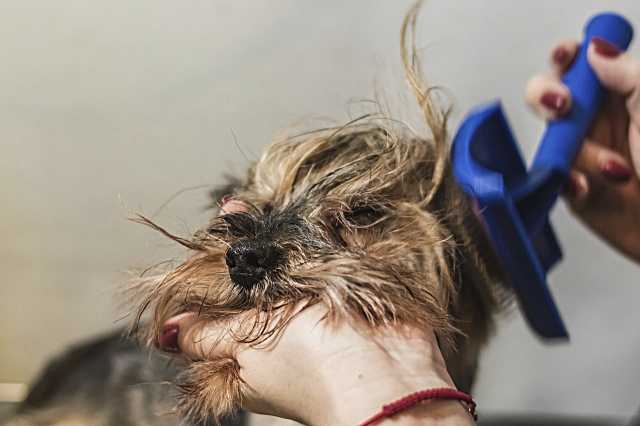 Este simple truco de higiene puede salvarle la vida a tu mejor amigo peludo