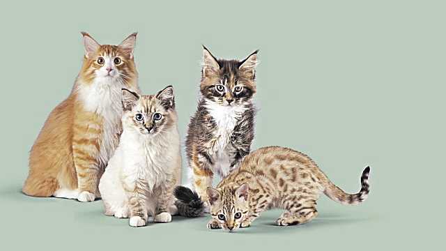 Si una mascota quieres tener, esto debes saber