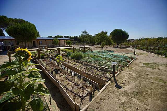 Abierto el plazo para solicitar el uso de los Huertos Urbanos en Las Rozas