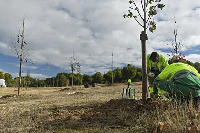 Boadilla del Monte refuerza su infraestructura verde con 210 nuevos árboles