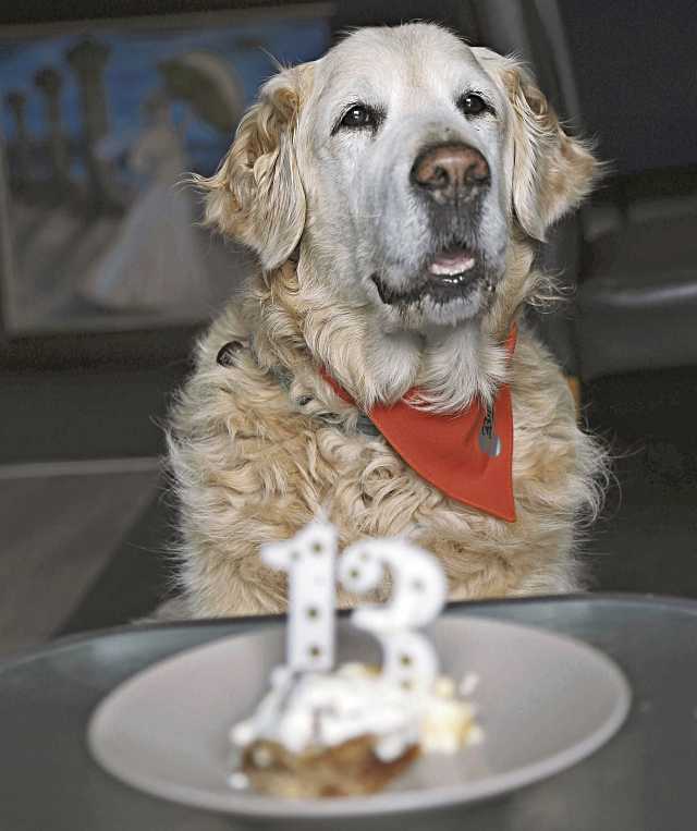 Los perros también se hacen mayores: cómo cuidarlos en esta nueva etapa