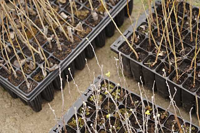 Se lanza la campaña ‘Creciendo Juntos’ en San Sebastián de los Reyes para plantar un árbol por cada nacimiento en 2025