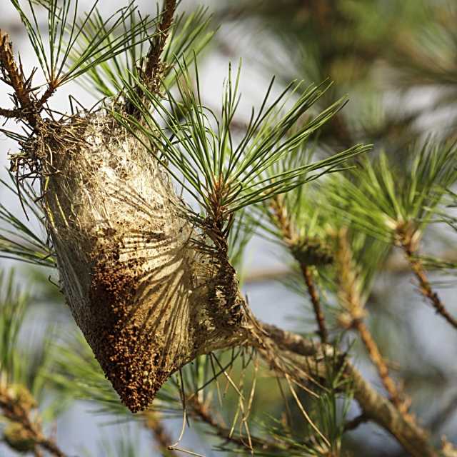 Majadahonda refuerza el control de orugas procesionarias en parques y bosques