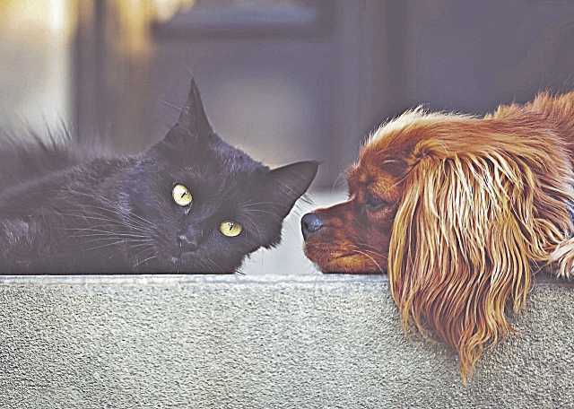 La sorprendente verdad sobre el cuidado de tus animales que cambiará la manera en que los cuidas