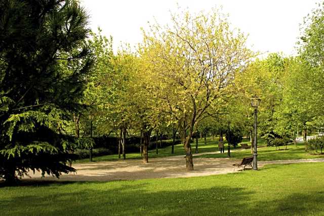 Pozuelo de Alarcón es reconocida como Tree City of the World 2025