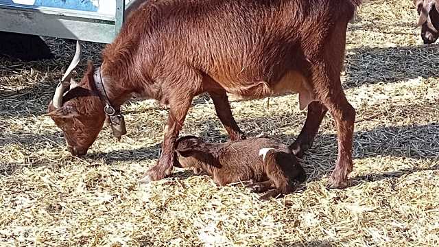 Avanza la recuperación de la cabra guisandesa gracias a la colaboración entre la Diputación de Ávila y ACAPRI