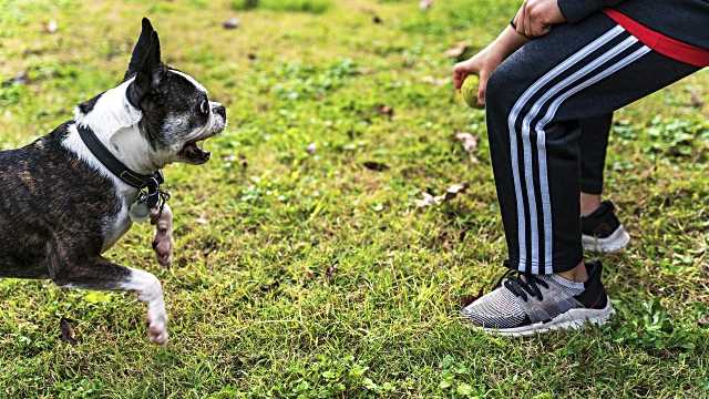 Este simple ritual con tu mascota podría transformar tu vida social