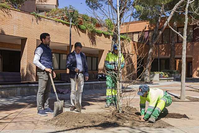 Finaliza la campaña de plantación de árboles 2025-2026 en Tres Cantos