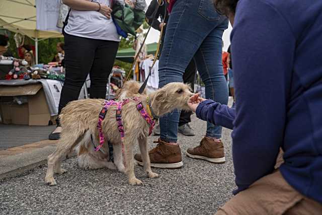 Colmenar Viejo celebra el Primer Día de la Familia Perruna el 19 de abril