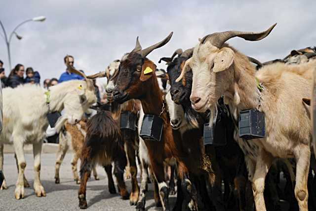 Las Jornadas de Pastoreo celebran su décima edición en Colmenar Viejo