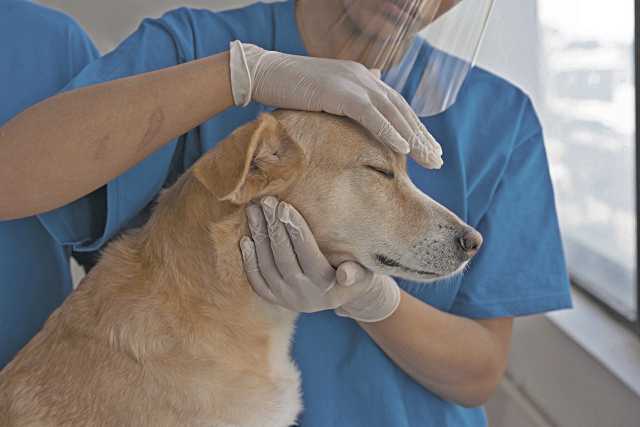Esterilizar a tu perro o gato. Los veterinarios revelan sorprendentes beneficios que no conocías