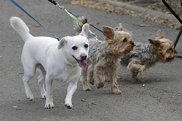 Tres Cantos lanza la campaña para inscribir perros en el registro de ADN canino