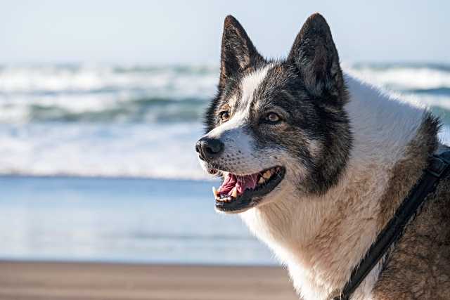 Ola de calor y patas en apuros: cómo proteger a nuestras mascotas durante el verano