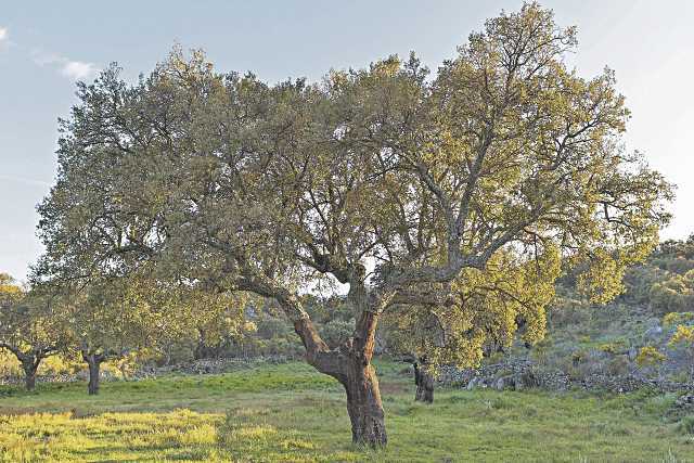 Jardines sin estornudos: qué árboles evitar y cómo mantenerlos