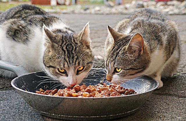 Los peligros ocultos del verano que pueden afectar la salud de tu perro o gato