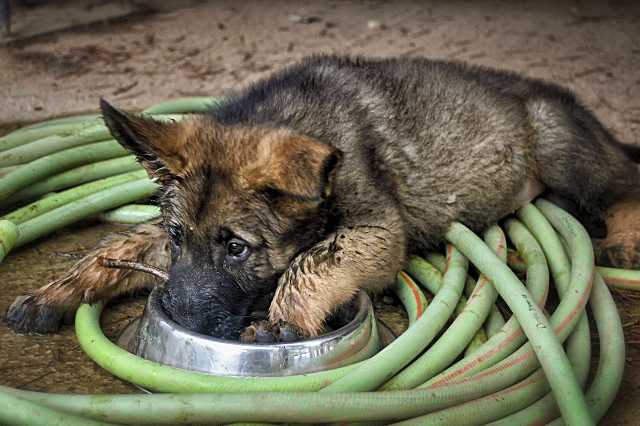 ¿Tu mascota necesita agua? Las señales que te ayudan a detectar la deshidratación a tiempo