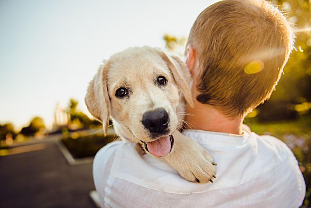 Este verano, no dejes que tu mascota sufra. Descubre cómo prevenir un golpe de calor fatal