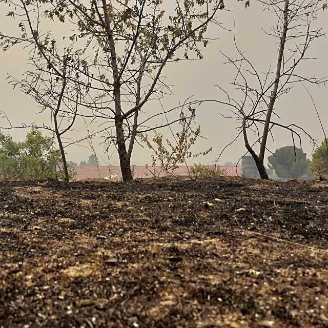 La Junta prepara ayudas para recuperar la fauna tras el incendio de Burgohondo