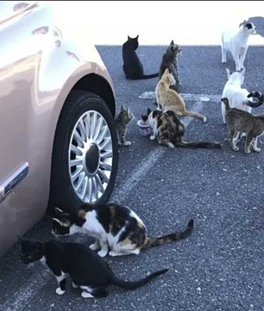 La Asociación Huellas alerta sobre la situación de una colonia de gatos en un edificio en mal estado