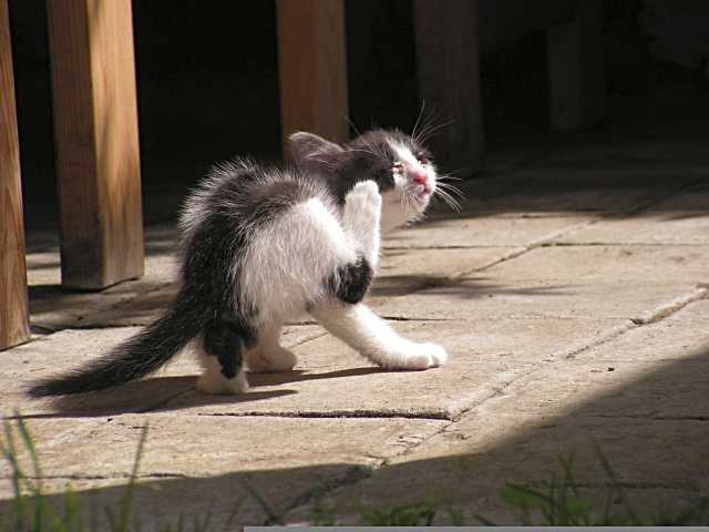 Garrapatas y mascotas: cómo proteger a nuestros mejores amigos durante todo el año