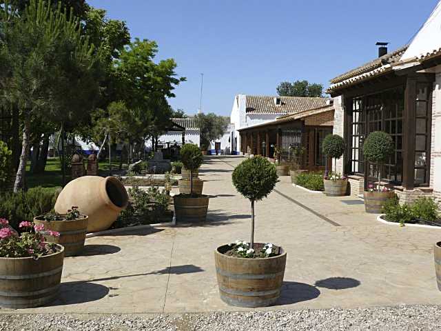 Eurocaja Rural organiza una jornada en torno al aceite de oliva virgen junto a la Denominación Montes de Toledo